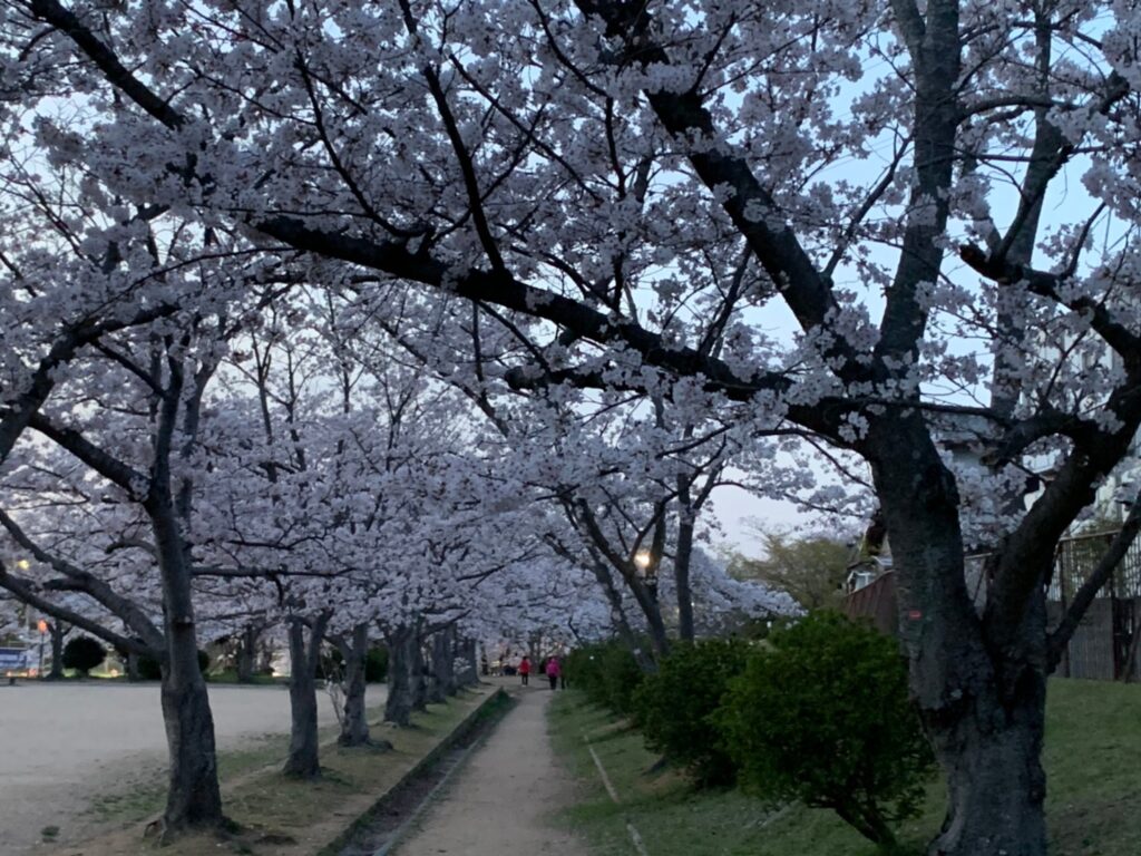 日岡山公園の桜のアーチ