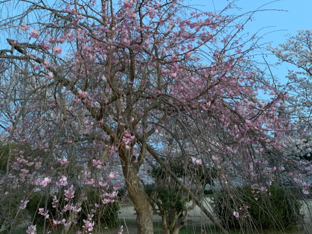 日岡山公園の枝垂れ桜
