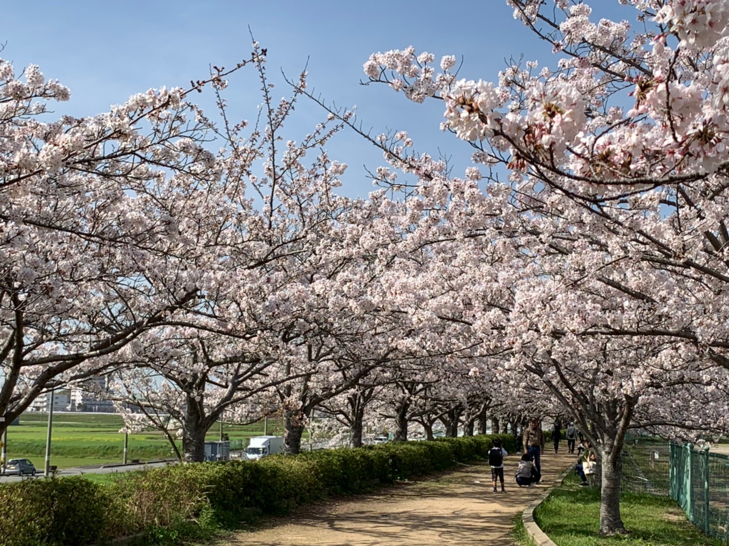 いなみ野水辺の里公園の桜