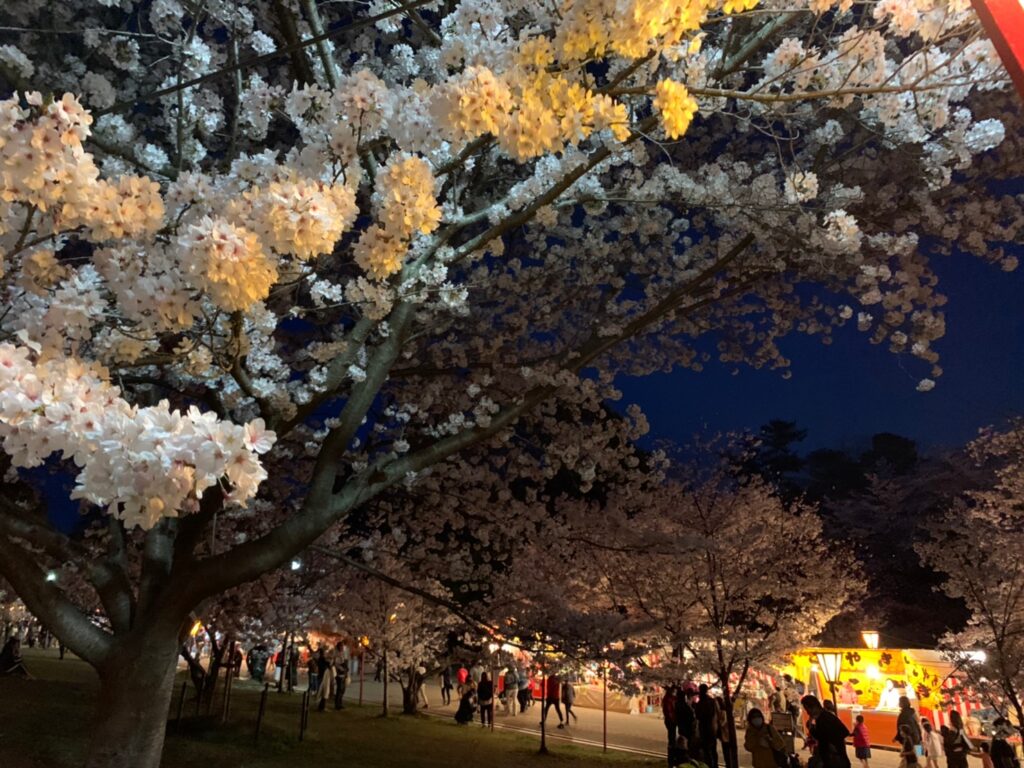 日岡山公園の夜桜と夜店